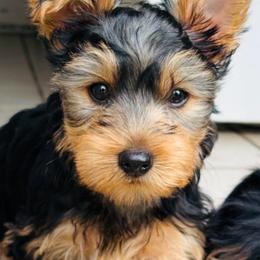 Ciyslle - Black and gold female Yorkshire Terrier puppy in Tyler, Texas from YorkiStars