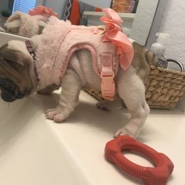 French Bulldog Puppies from Bouledogue Royal