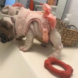 French Bulldog Puppies from Bouledogue Royal