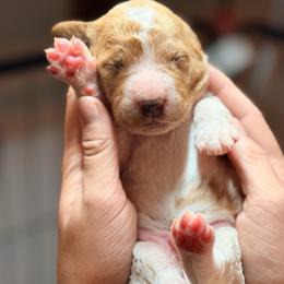 Peter - Apricot male Goldendoodle puppy in Macclenny, Florida from Baker County Goldendoodles
