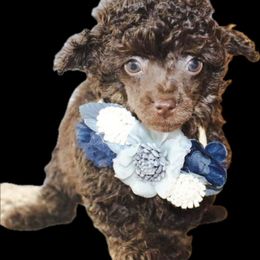 Poodle and Yorkshire Terrier Puppies from Valley Pine Pups