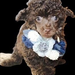Poodle and Yorkshire Terrier Puppies from Valley Pine Pups