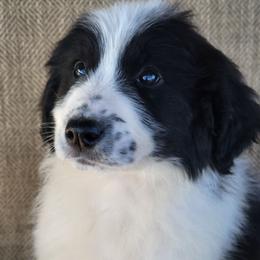Dane - Bernedoodle breed - Black & white male Australian Shepherd puppy in Limestone, Tennessee from Pilot Hill Teddy Bear Puppies