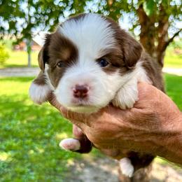 Dolly - Red tri female Toy Australian Shepherd puppy in Bristow, Iowa from Pine Ridge Toy and Mini Aussies