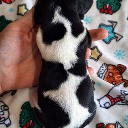 Henry - Red and white male Basset Hound puppy in Mack's Creek, Missouri from Mack's Creek Basset Hounds