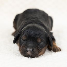 Cockapoo Puppies from Firm Foundation Cockapoos