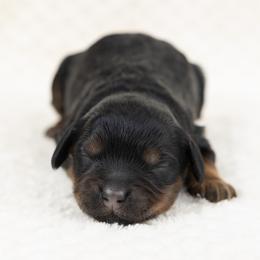 Cockapoo Puppies from Firm Foundation Cockapoos