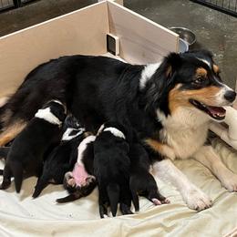 Australian Shepherd Puppies from Whinny Hill