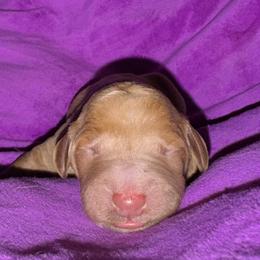 Fire - Red  male Goldendoodle puppy in Philadelphia, Pennsylvania from Jah’s Retrievers