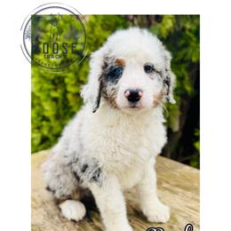 Rook - Merle male Bernedoodle puppy in Belleville, Michigan from Moose Tracks Bernedoodles