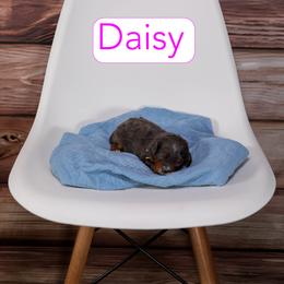 Daisy. - Merle female Cavapoo puppy in Calhoun, Georgia from Happy Top Doodles