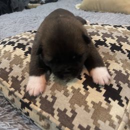 Sold - female Akita puppy in Las Vegas, Nevada from Ishikawa Akita's