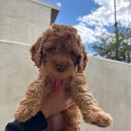 Slinky - Red  female Goldendoodle puppy in Moreno Valley, California from Rainbow SoCal Doodles