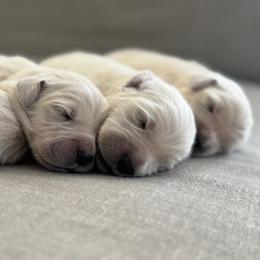 Girl 1 - Light golden female Golden Retriever puppy in Piqua, Ohio from Golden’s of Remington Fields