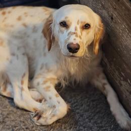 Khaleesi - White and lemon female Dalmatian puppy in Conrath, Wisconsin from JSF Dalmatians LLC