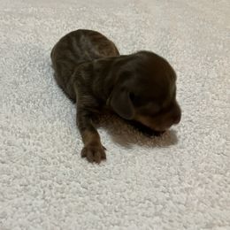 Jesus - Chocolate and tan male Dachshund puppy in Mocksville, North Carolina from The Dachs of Hazzard Dachshunds