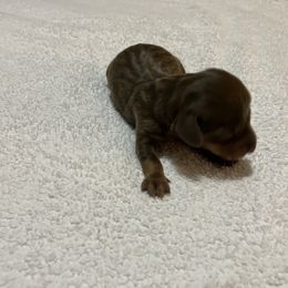 Jesus - Chocolate and tan male Dachshund puppy in Mocksville, North Carolina from The Dachs of Hazzard Dachshunds