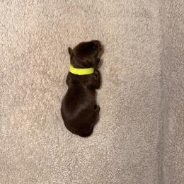 Dachshund Puppies from KhloeKPuppies