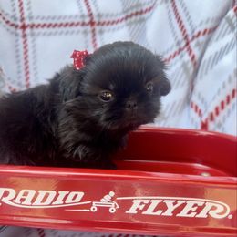Velvet - Black female Shih Tzu puppy in Rhode Island from Sacred Light Shihtzu