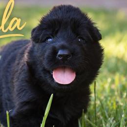 Azula - Black female German Shepherd puppy in Canton, Texas from WILDWOOD GERMAN SHEPHERDS