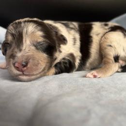 Coco puffs - Red merle female Aussiedoodle puppy in Michigan from Kingsden Aussies and doodles