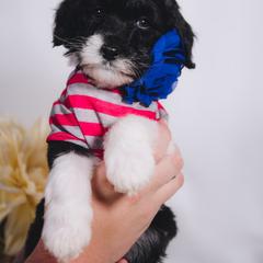 Bordoodle Puppies from 2J 2K Bordoodles LLC