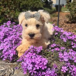 Jewel - White female Miniature Schnauzer puppy in Taylorsville, North Carolina from Feather & Tail Acres