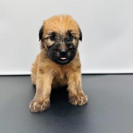 Aqua - Wheaten male Soft Coated Wheaten Terrier puppy in The Colony, Texas from Wonderful Wheatens