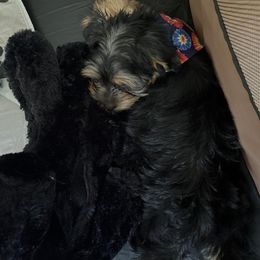 Assorted Doodle Crosses, Double Doodle, Maltipoo, Morkie, and Yorkipoo Puppies from Danza Bolo