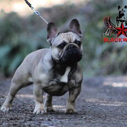 Satine - French Bulldog