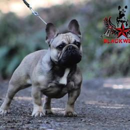 Satine - French Bulldog