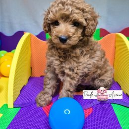 Poodle Puppies from Poodle Avenue