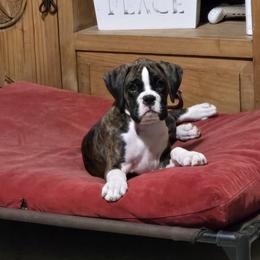 Boston Terrier and Boxer Puppies from Quinney’s Boxers and Boston Terriers