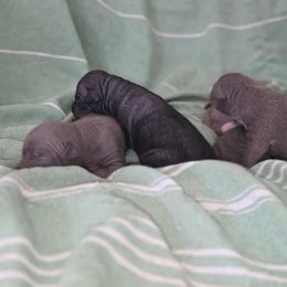 Blue Boy - Blue tan and white male American Hairless Terrier puppy in Alabama from Flipside Dogs