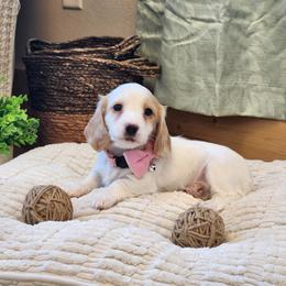 AKC Meet Rosie :) - Piebald female Dachshund puppy in Centerville, Iowa from Barnyard Dachshunds, Dals & Doodles