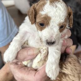 Poodle Puppies from Cedar Falls Toy Poodles