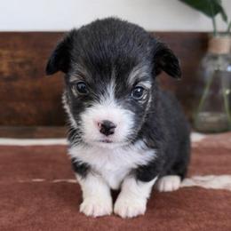 Panini - Black and tan male Pembroke Welsh Corgi puppy in Bakersfield, California from Kern River Corgis