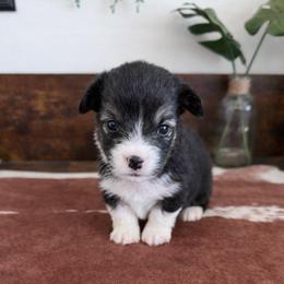 Panini - Black and tan male Pembroke Welsh Corgi puppy in Bakersfield, California from Kern River Corgis