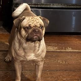 Finley - Pug