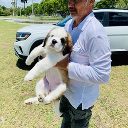 Saint Bernard Puppies from St Bernard Kingdom, LLC