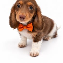 Jasper - Chocolate and cream male Dachshund puppy in Illinois from William Rotsaert