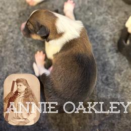 Annie Oakley - Sable and white female Old Time Scotch Collie puppy in Sedalia, Colorado from Bonnie Brae Collies