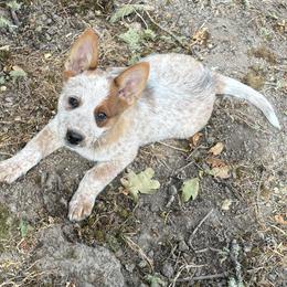L66-05 - Red mottled male Australian Cattle Dog puppy in Sheridan, Oregon from 6pk Cattledogs