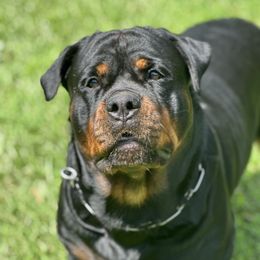 Delilah - Rottweiler