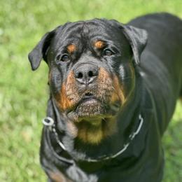Delilah - Rottweiler