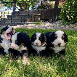 Bernese Mountain Dog Puppies from Maumee Berners