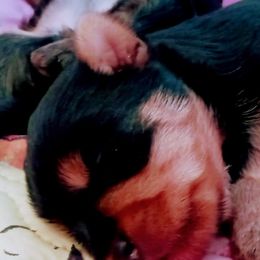 Yorkshire Terrier Puppies from Twilights Yorkies FL