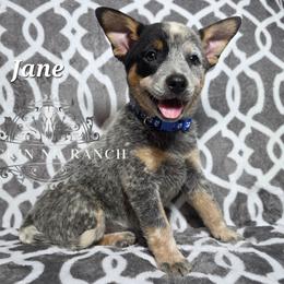 Jane - Blue female Australian Cattle Dog puppy in Silsbee, Texas from Rockin ND Ranch