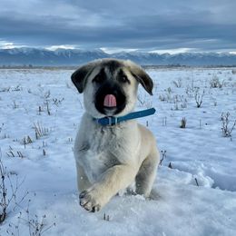 Anatolian Shepherd Dog Puppies from Wild Rooster Family Farm
