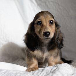 Orchid Bee 5000 - Cream female Dachshund puppy in Crystal, Michigan from Mare-bella Dachshunds